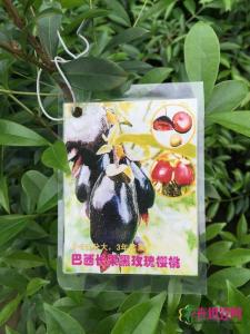 长果樱桃
