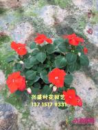 凤仙花